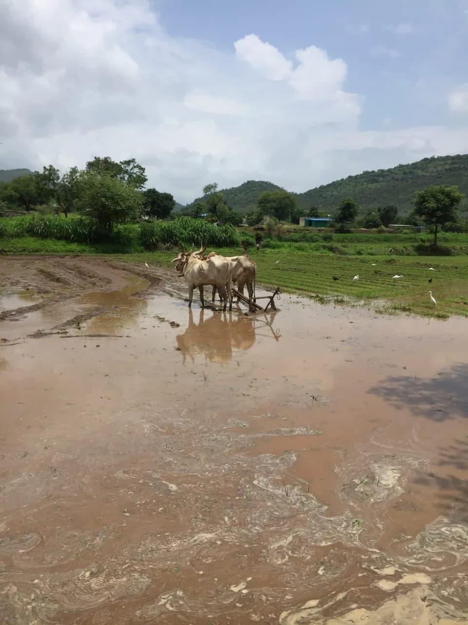 A pair of bullocks drawing a plough through a flooded paddy field, egrets behind