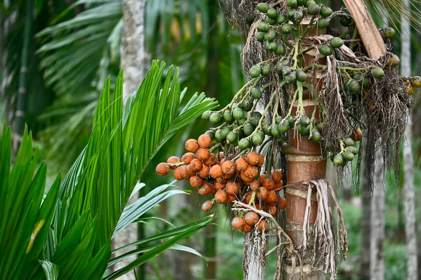Areca nuts ripening in bunches on the palm