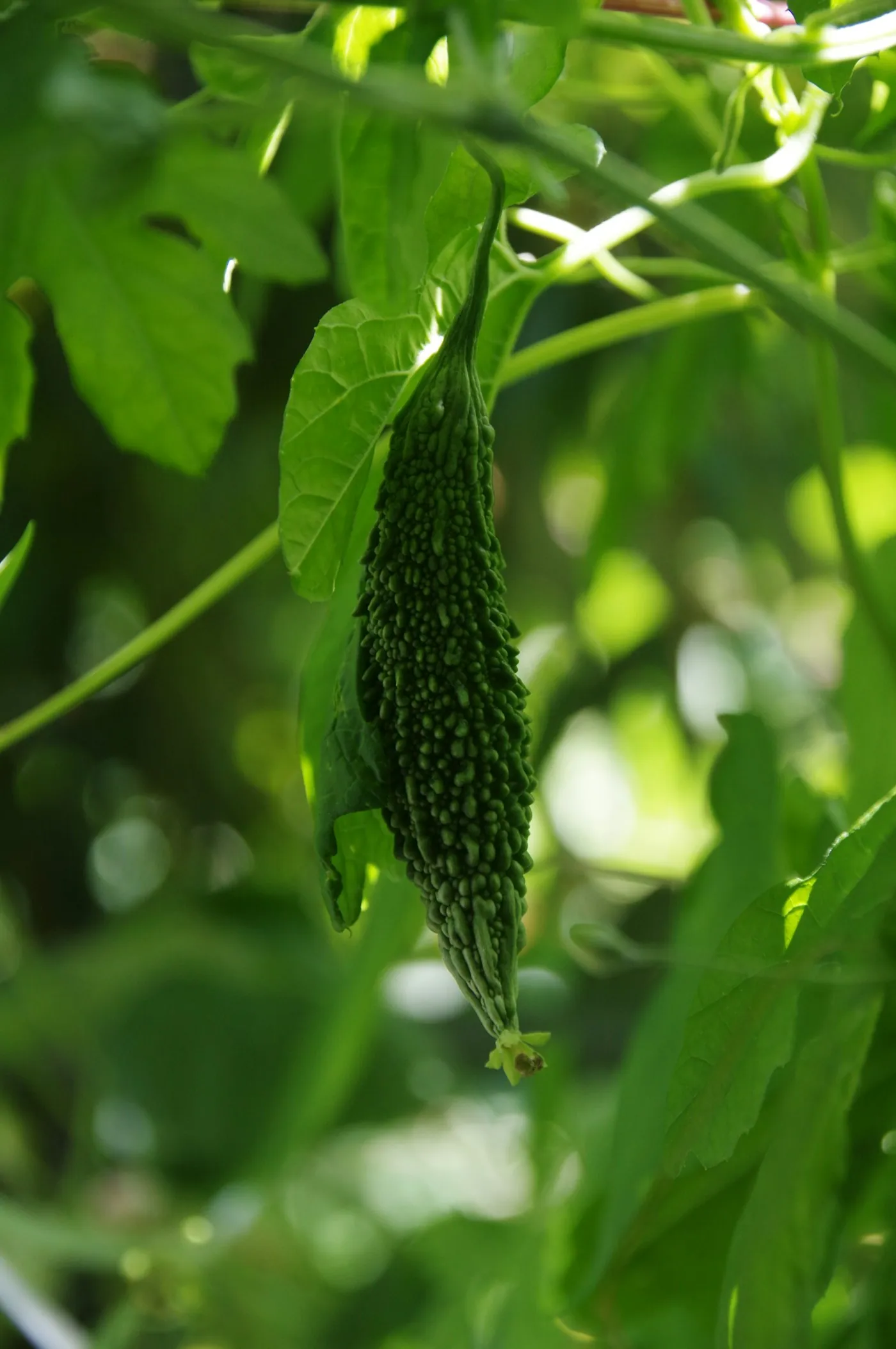 A bitter gourd hanging from the vine