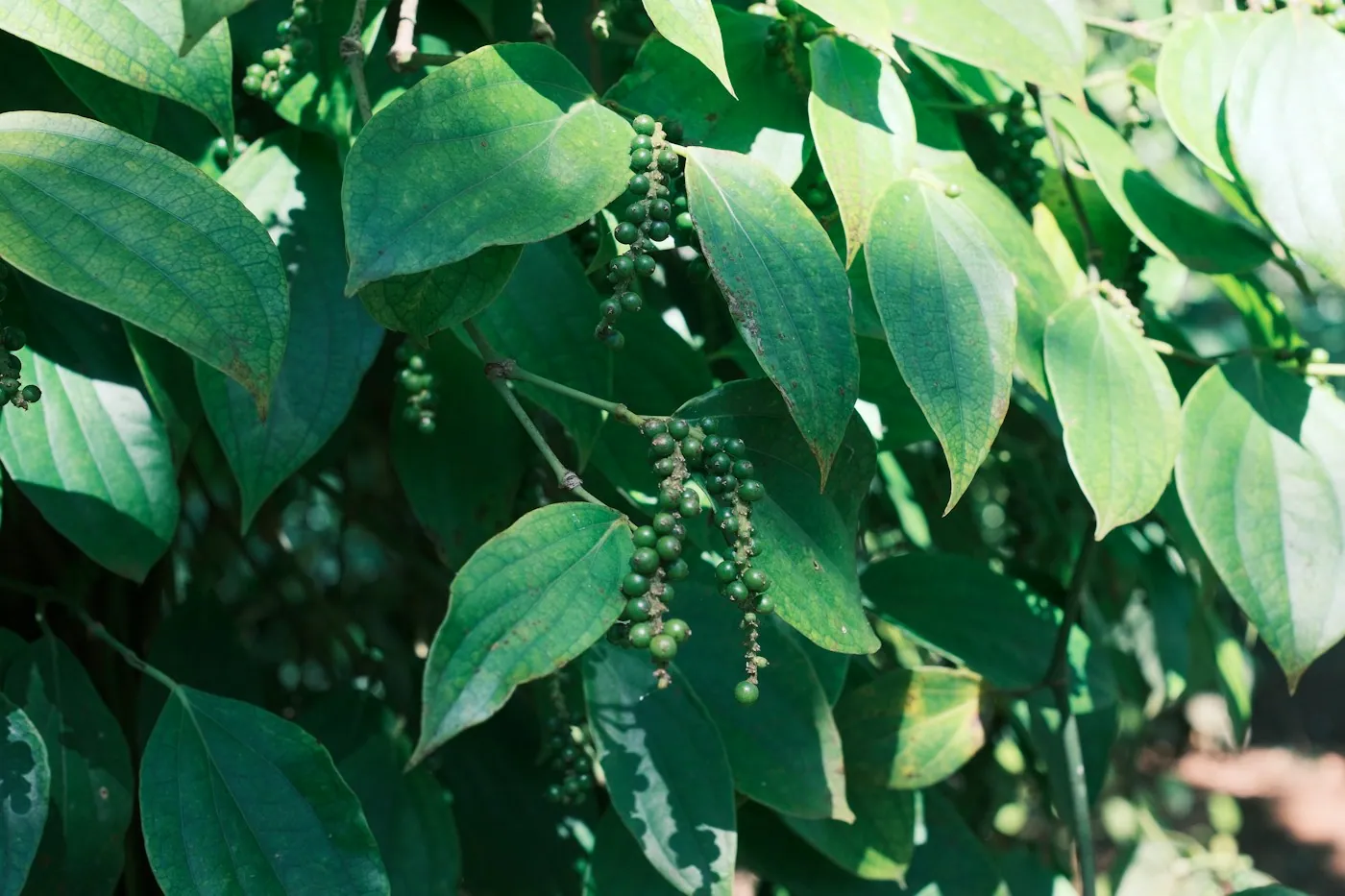 Green peppercorn spikes hanging on the vine