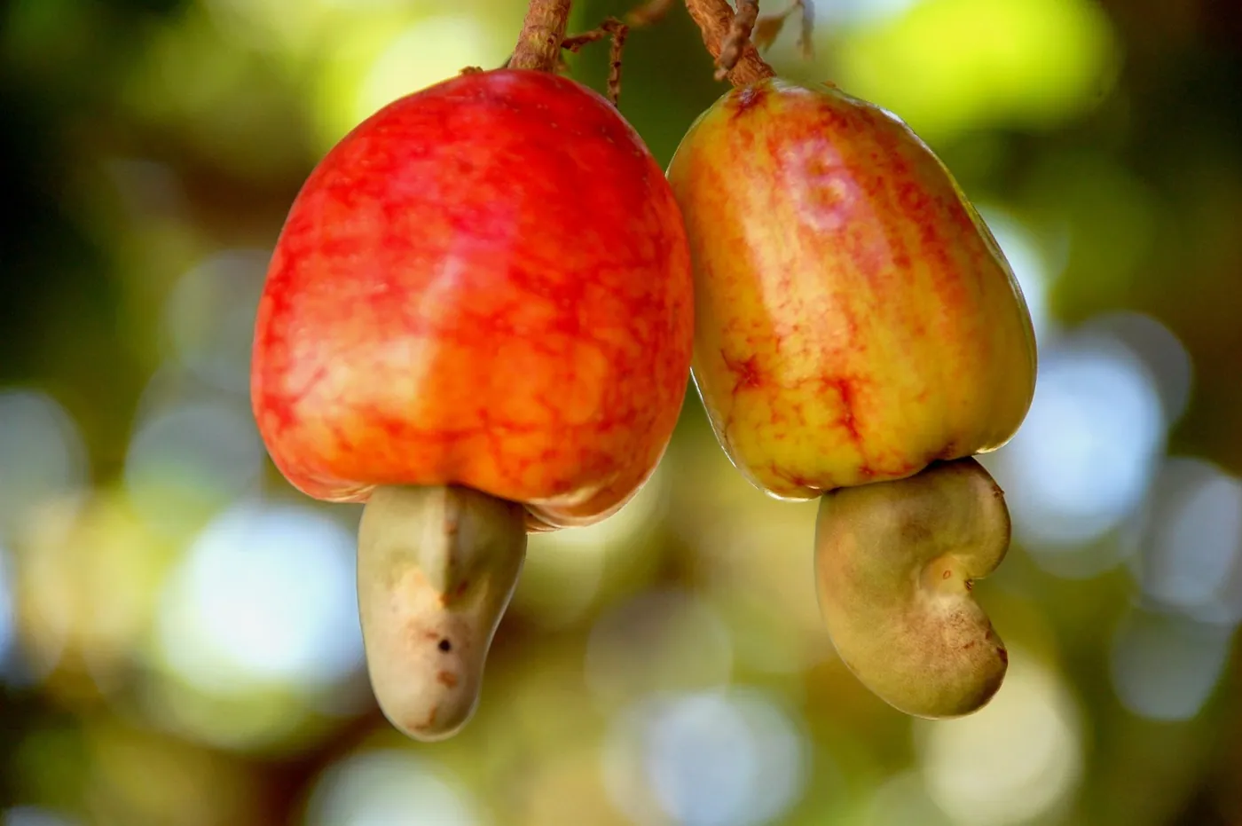 Cashew apples with the nut hanging below