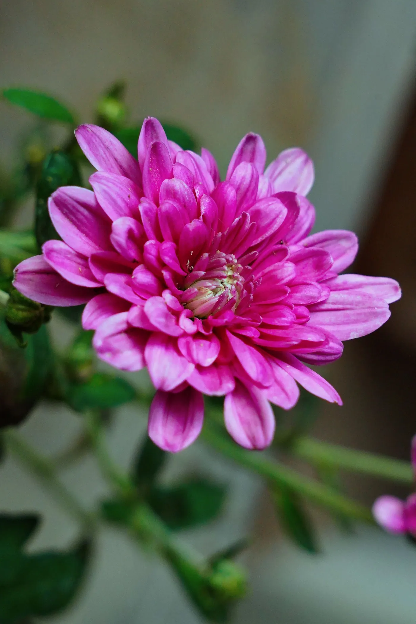 A pink chrysanthemum in full bloom