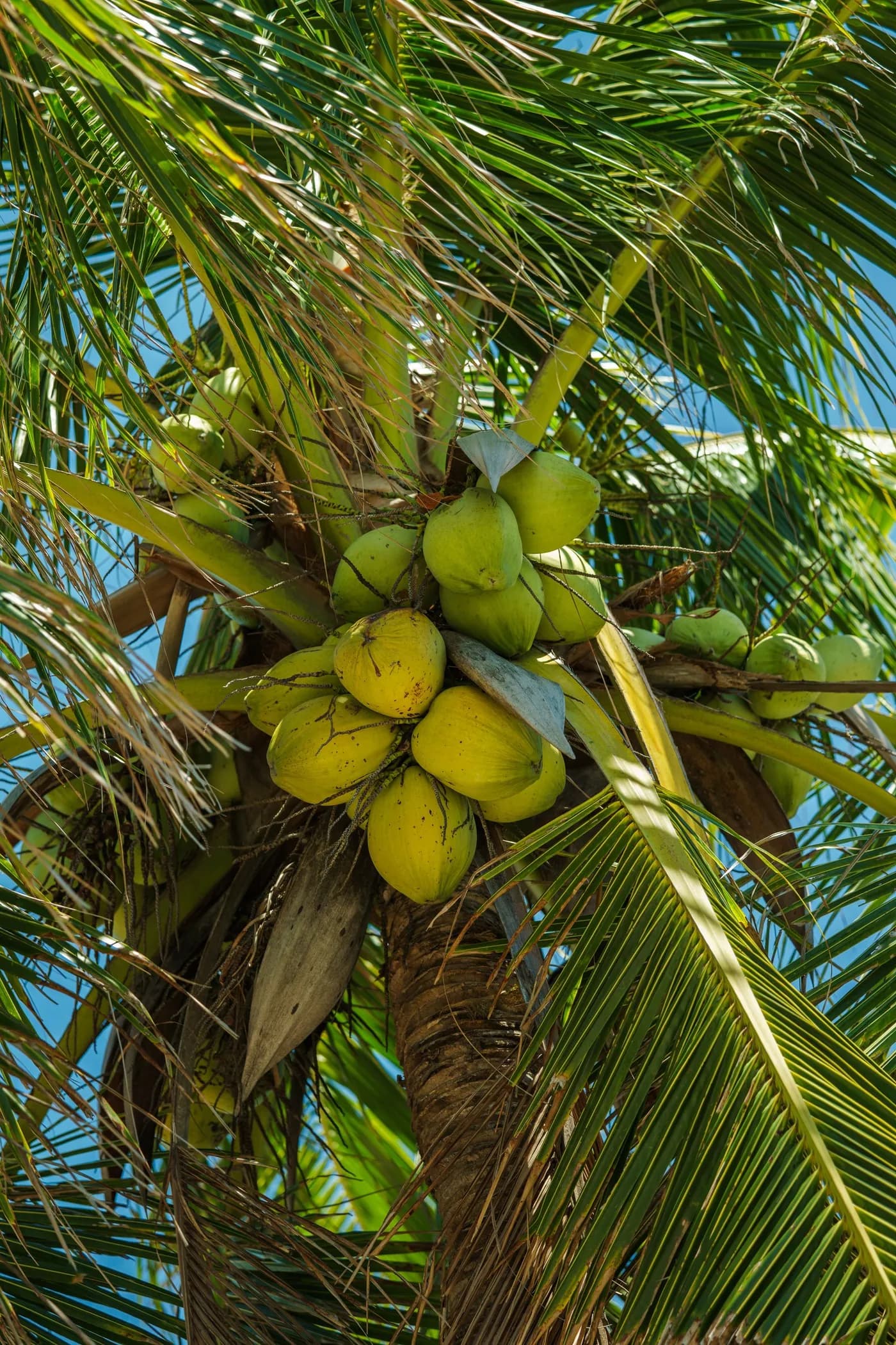 A cluster of green coconuts on the palm