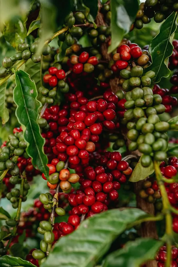 Coffee cherries ripening red and green on the branch