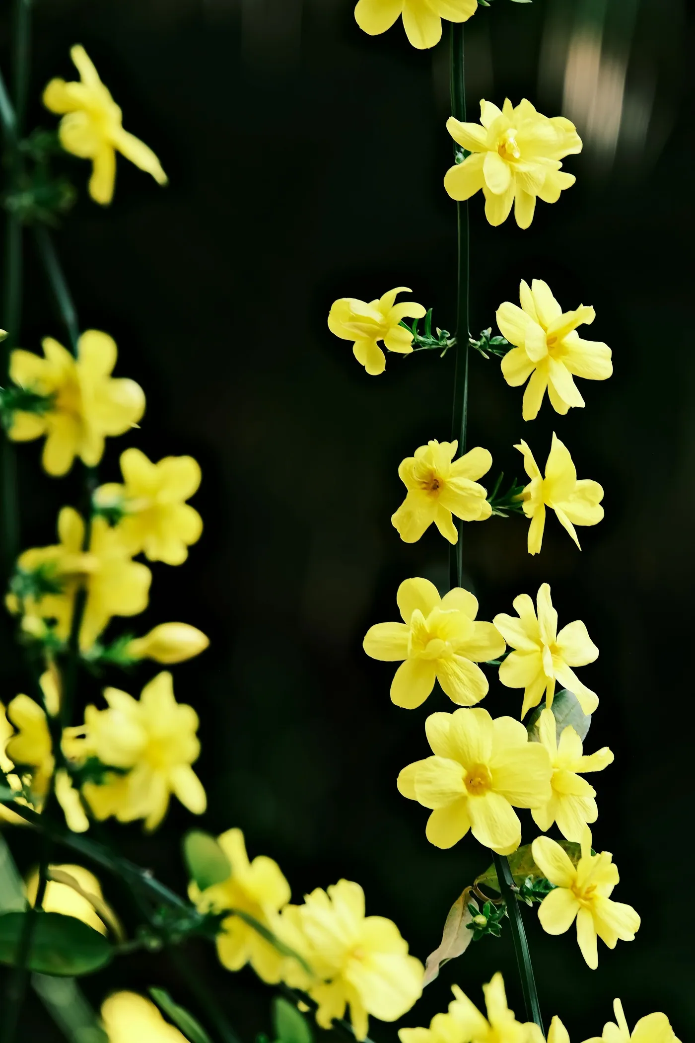 French jasmine in flower