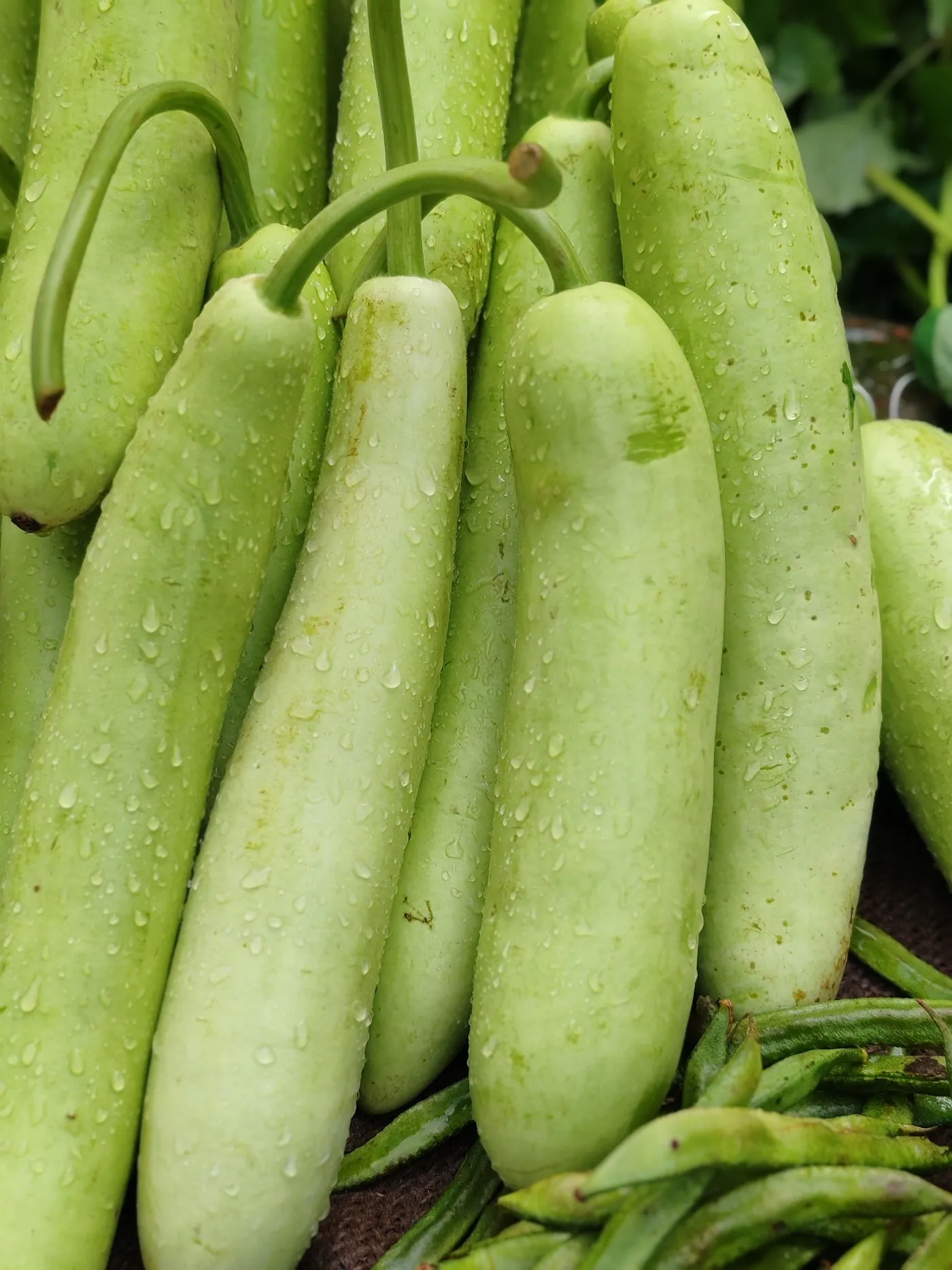 Bottle gourds after harvest