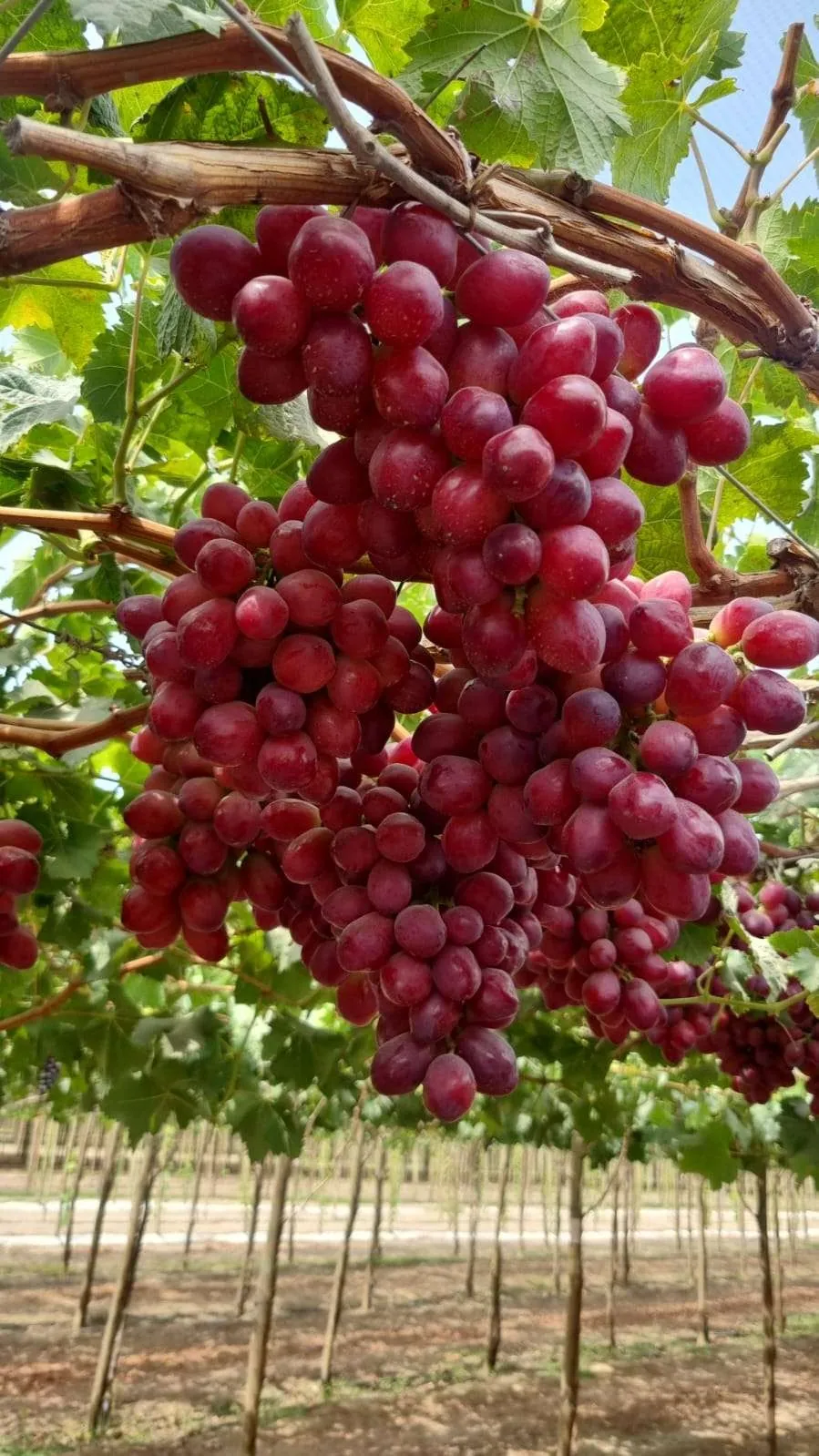 A bunch of red grapes on the vine