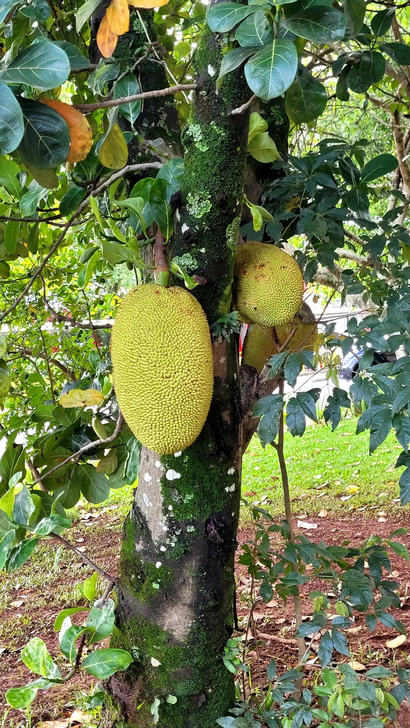 Jackfruit growing on the trunk of the tree