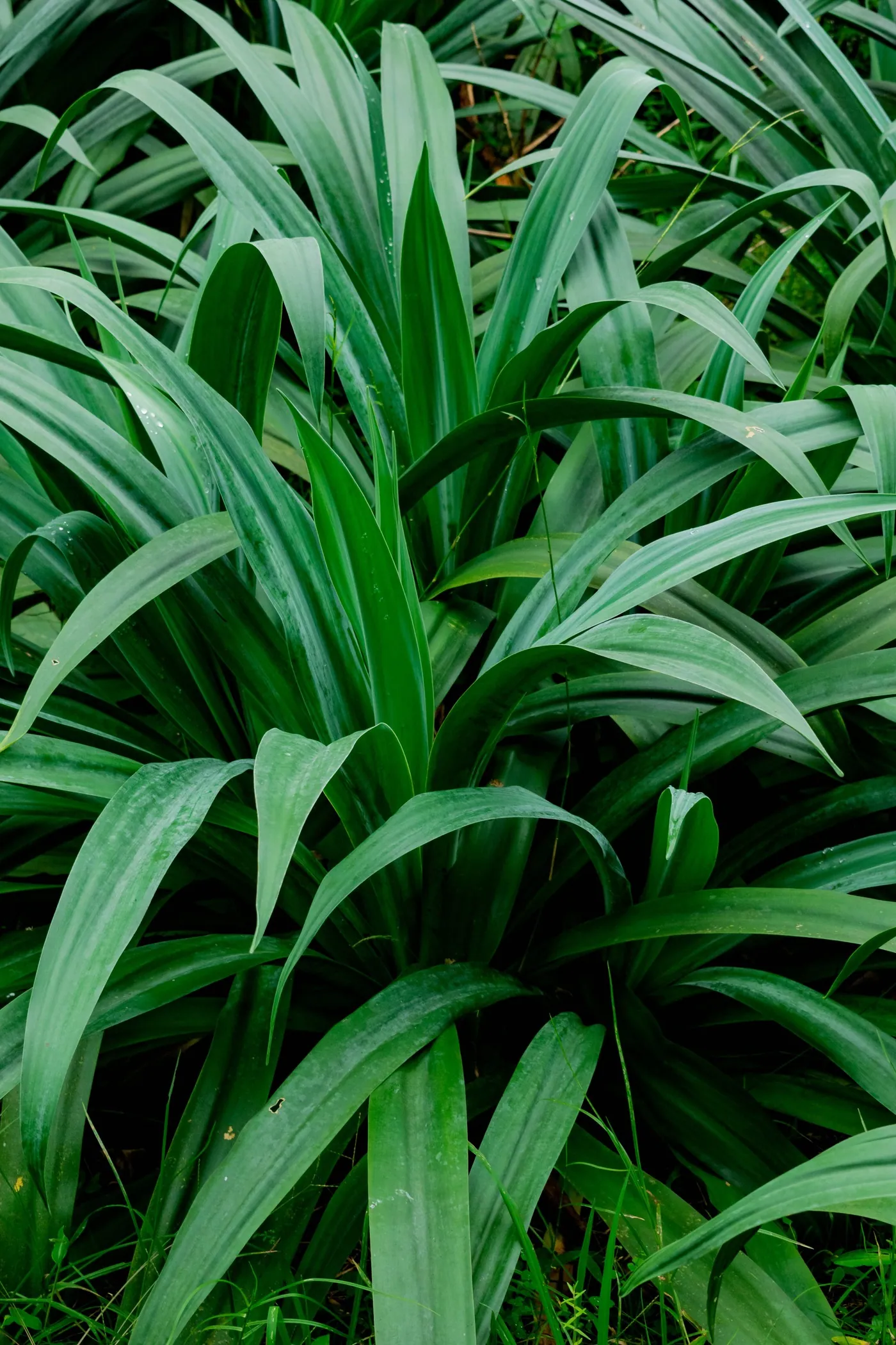 Kevda, its long blades in a dense clump