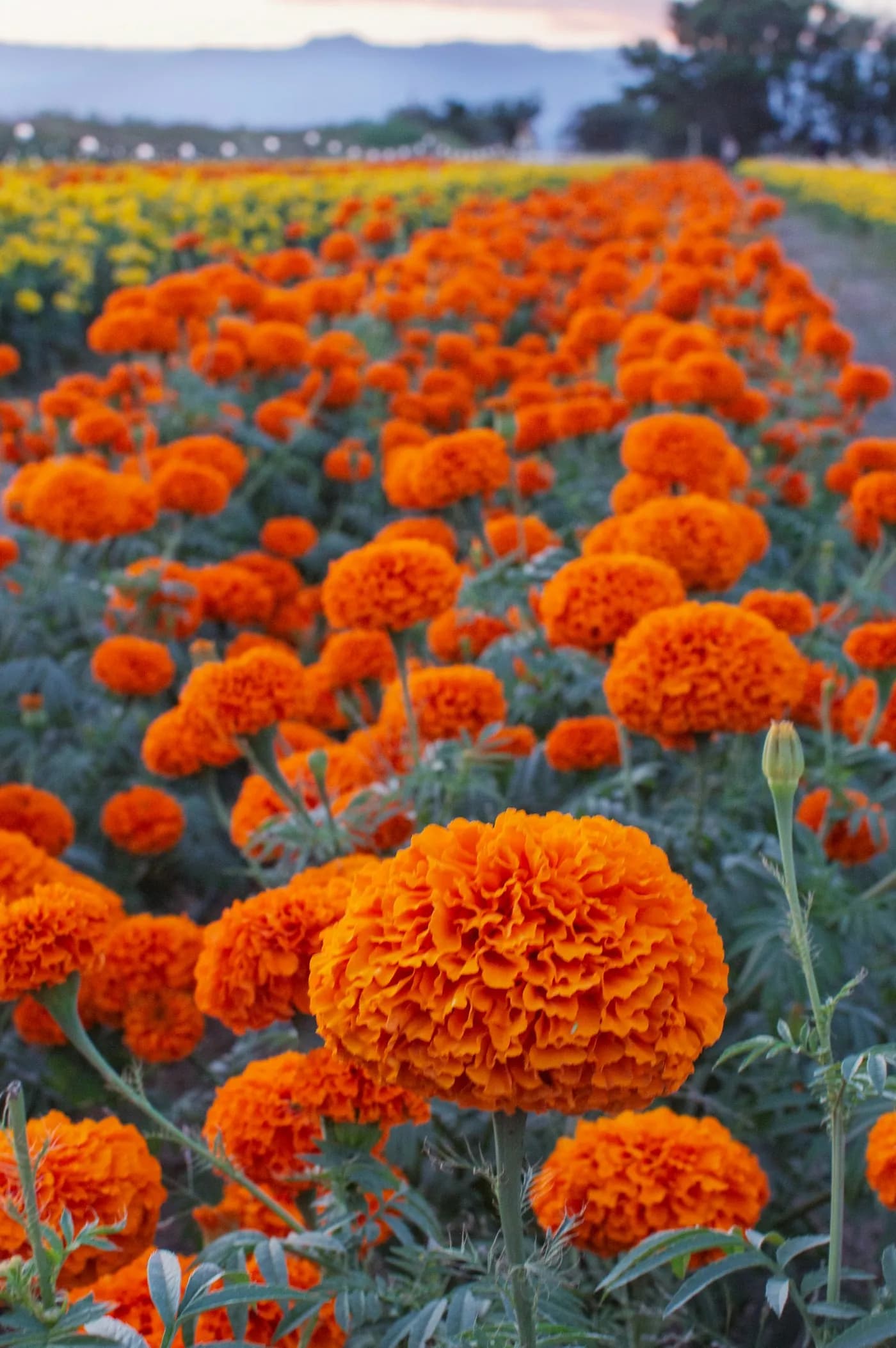 A field of orange marigold blooms in flower