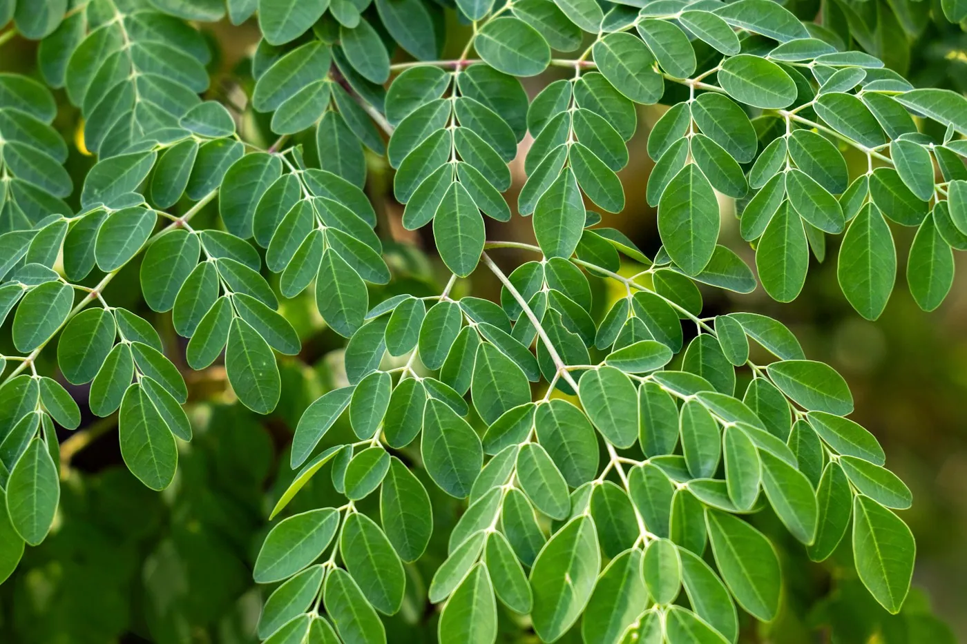 Moringa foliage on the branch