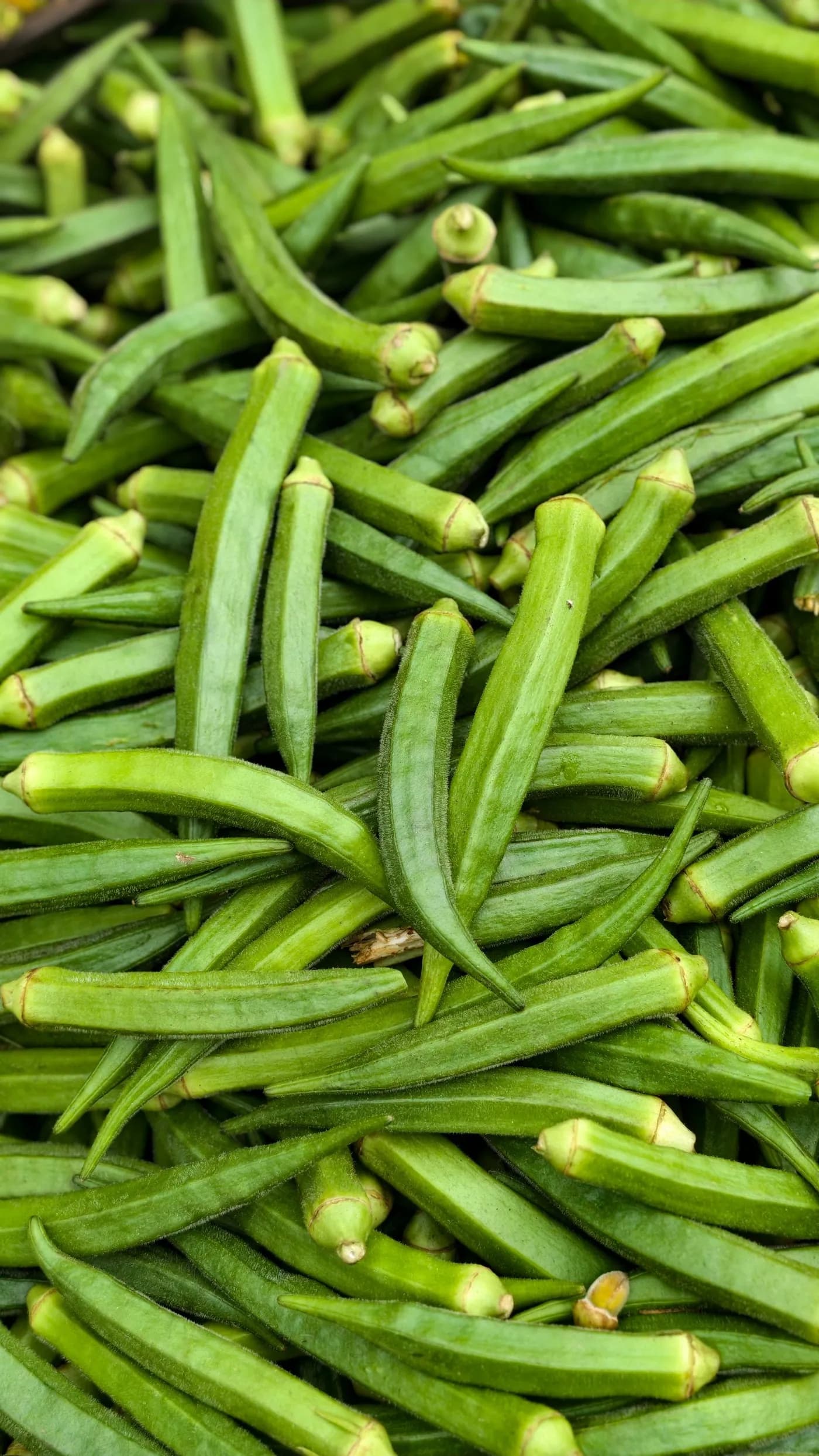 Freshly picked okra pods