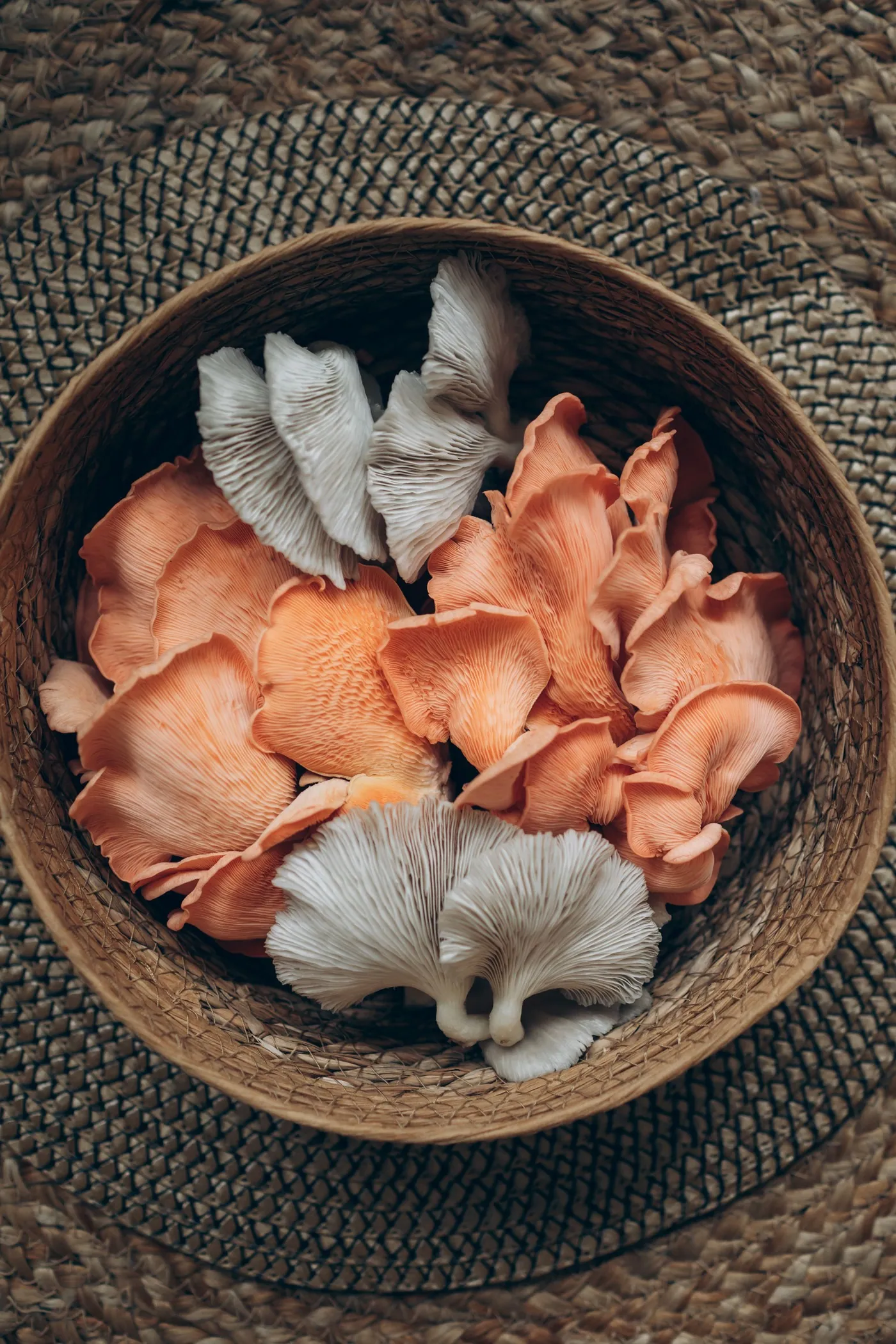 Oyster mushrooms in a basket after picking