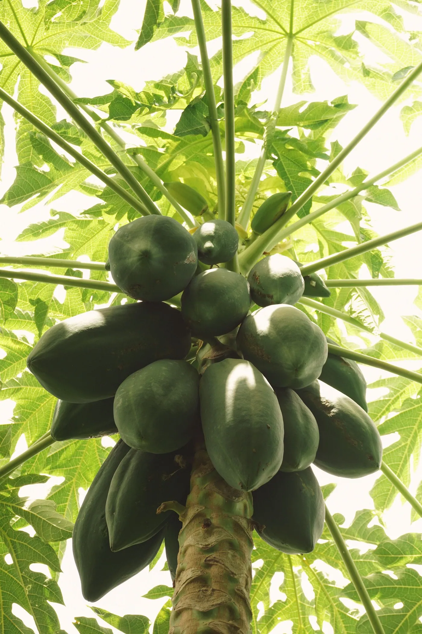 Papayas ripening on the trunk of the tree