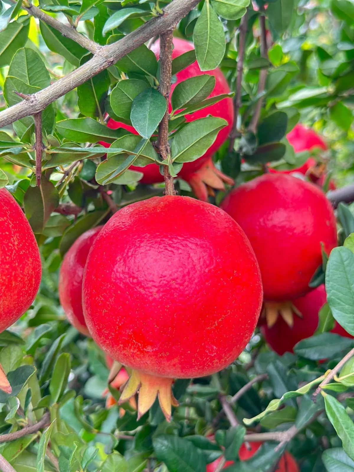 Pomegranates ripening on the tree