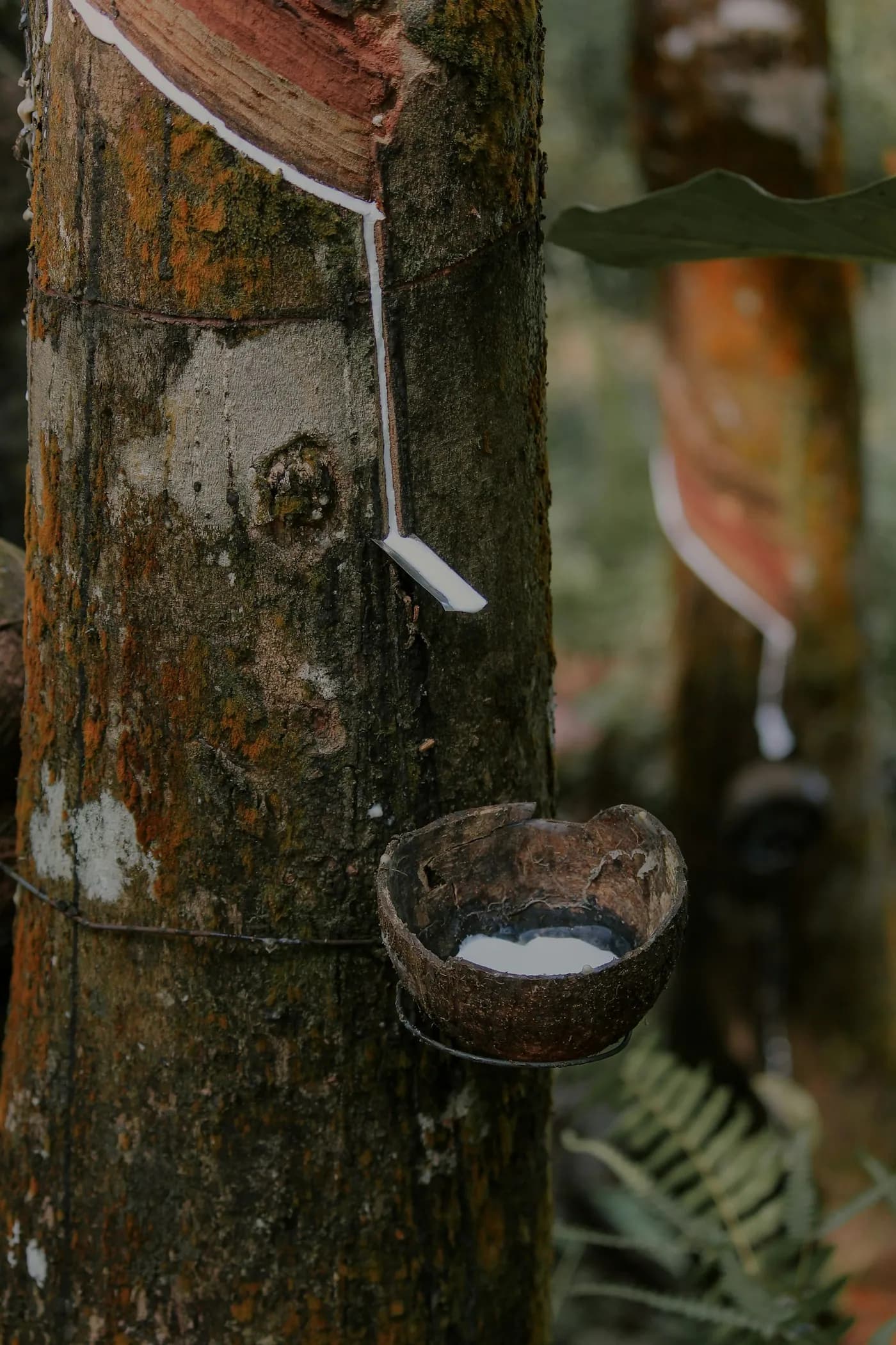 Latex running into a cup from a tapped rubber tree