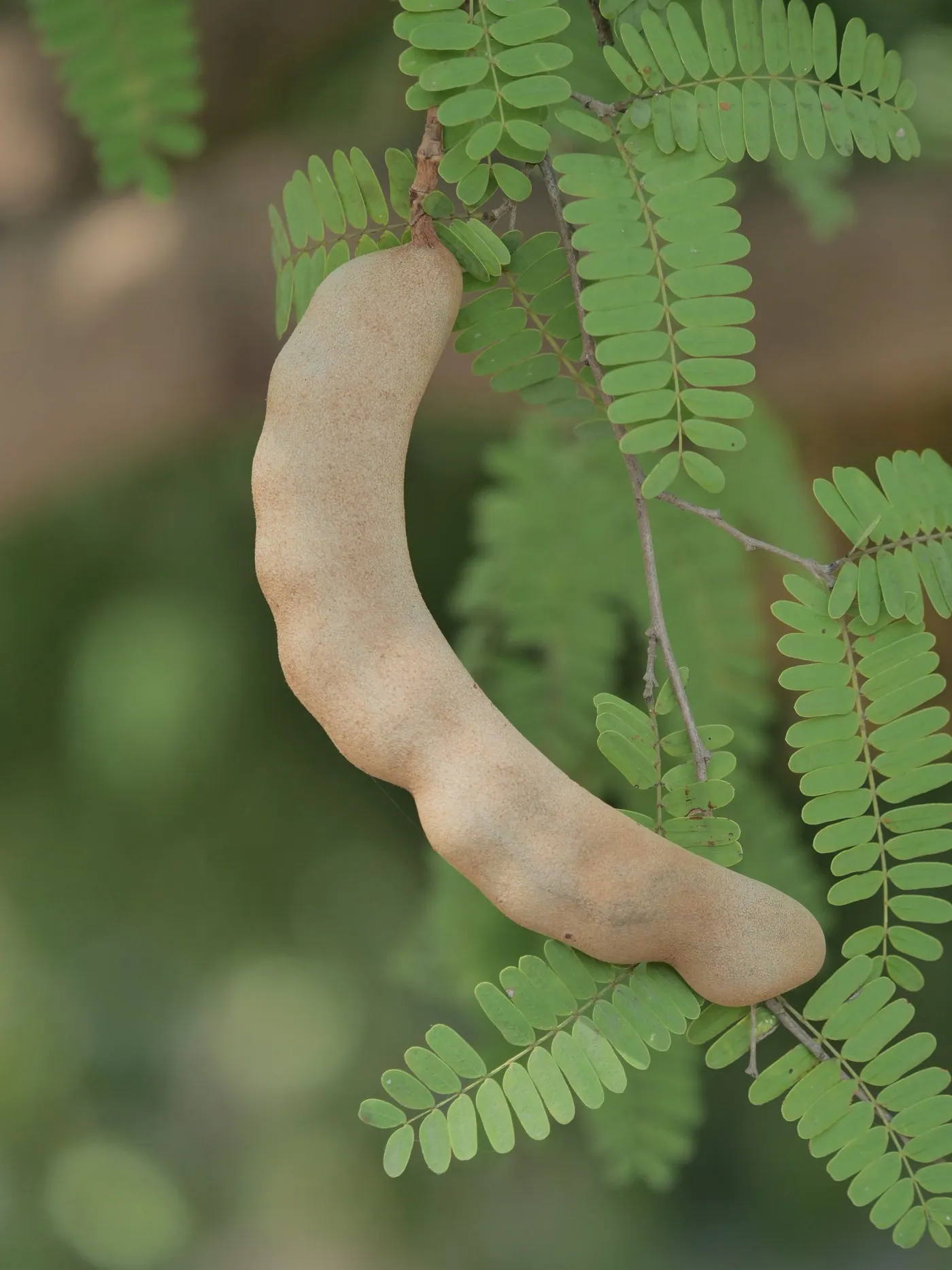 A tamarind pod hanging on the tree