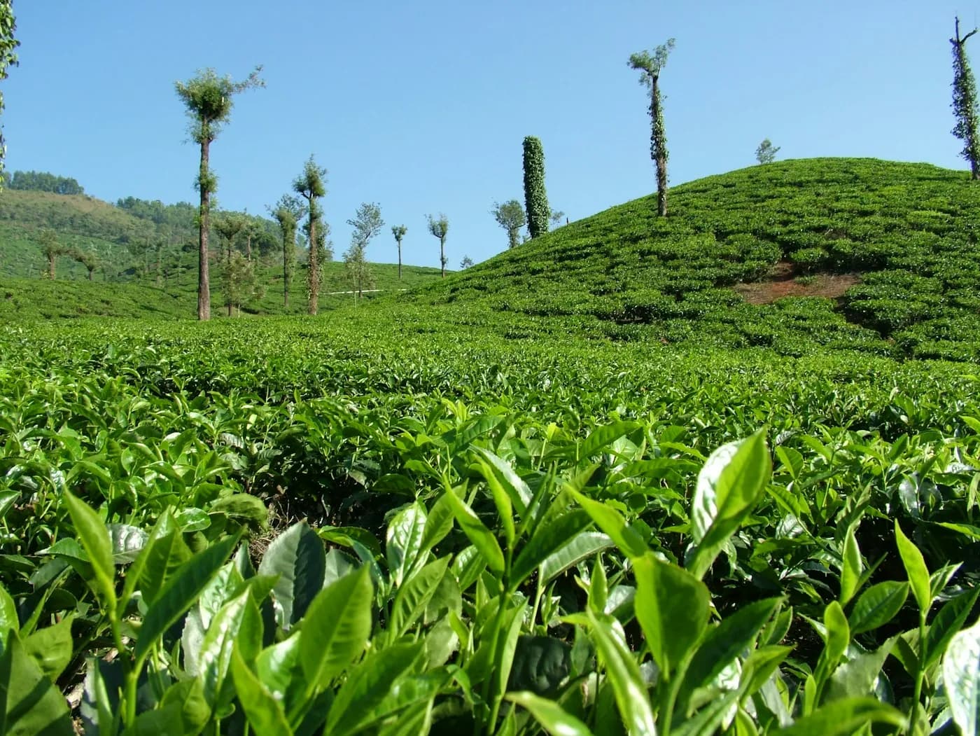 Tea bushes laid out across a hillside