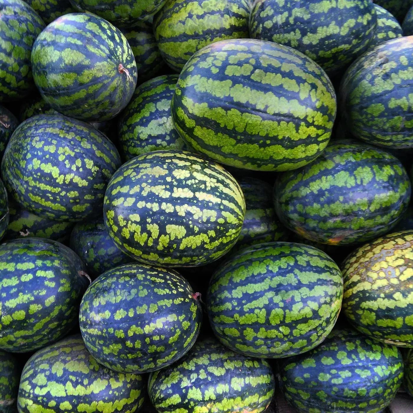 A heap of harvested watermelons