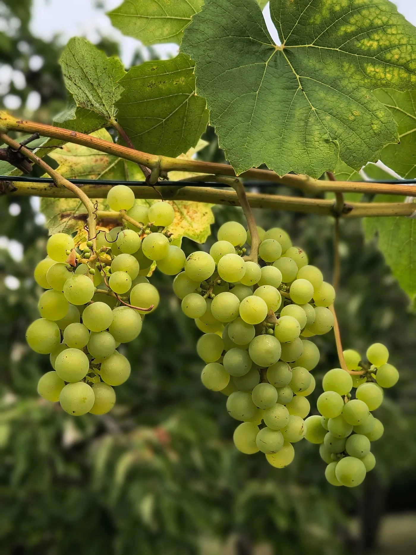Bunches of green grapes hanging from the vine