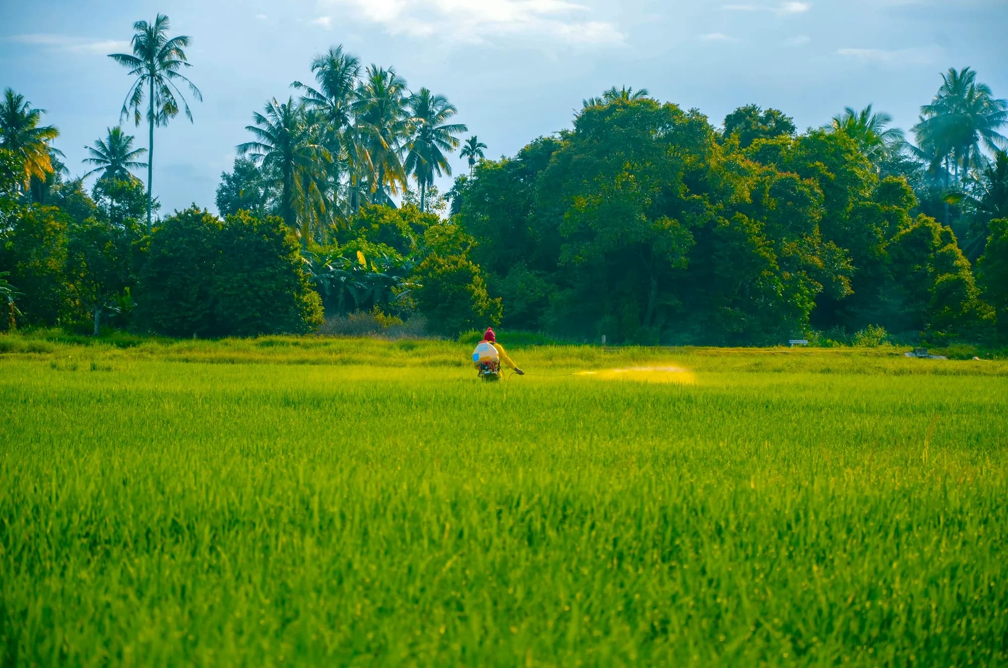 Lush green paddy field bordered by coconut palms