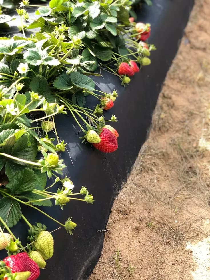 Strawberries ripening along a mulched bed