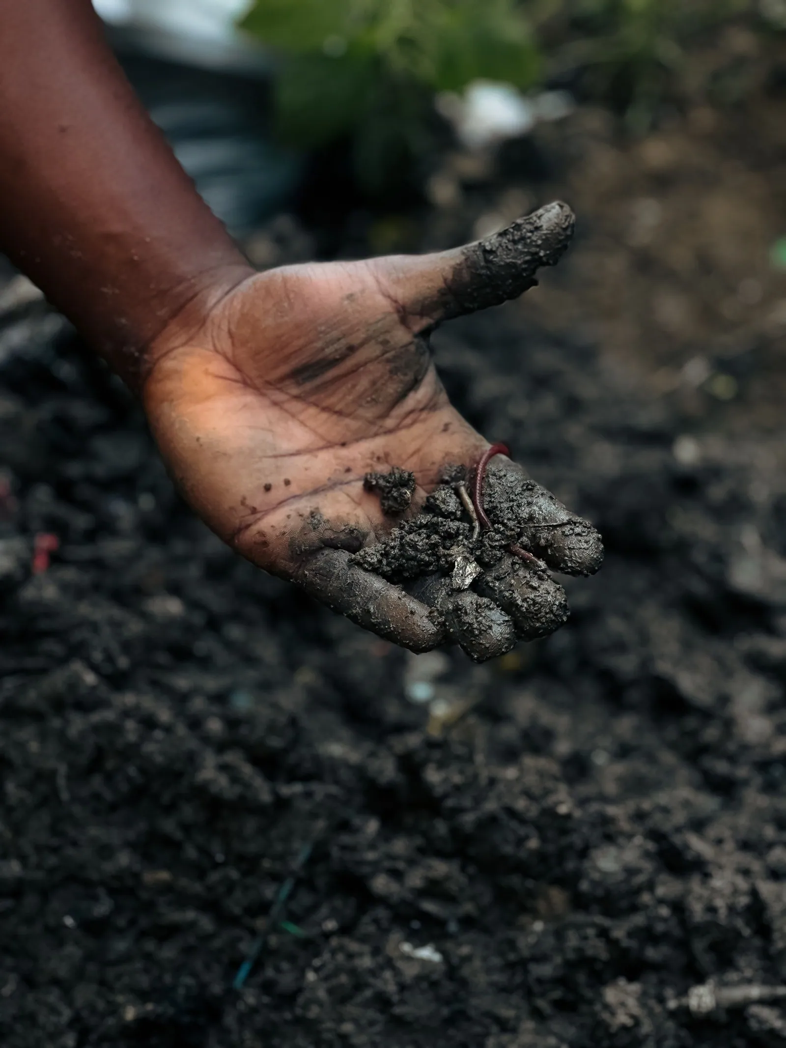 A handful of finished vermicompost, worm and all, over dark soil